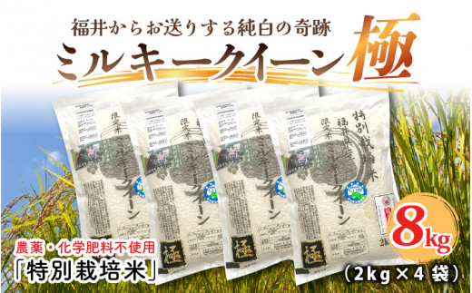 【令和6年産・新米】【2ヶ月連続お届け】お米の女王！農薬・化学肥料不使用 ミルキークイーン極 4kg × 2回 計8kg（白米） [C-2923_01] 344095 - 福井県坂井市