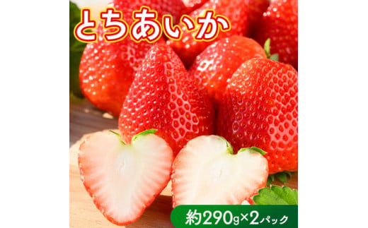 いちご（とちあいか） 290g×2パック 580g以上｜先行予約 数量限定 栃木県 果物 くだもの フルーツ 苺 イチゴ ※2024年11月下旬頃～2025年3月下旬頃に順次発送予定