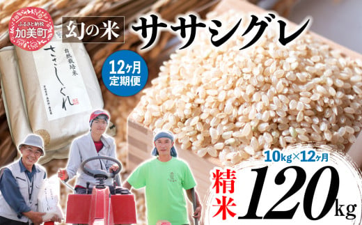 《 先行予約 》 【 12回 定期便 】ササシグレ 玄米 10kg × 12回 （ 合計 120kg ） 1455624 - 宮城県加美町