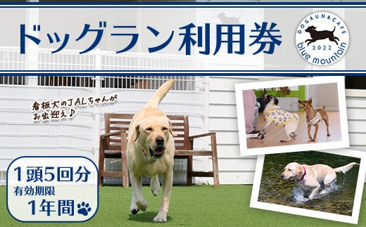 メール便でお届け！ドッグラン利用券(1頭5回分) 犬 ワンちゃん ペット チケット 体験 レジャー 自然 屋内 屋内 ラン 川遊び ポスト投函 大分県 佐伯市【HI002】【ドッグラン&カフェblue mountain】 1456784 - 大分県佐伯市