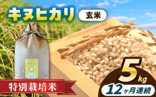 【12回定期便】特別栽培米　キヌヒカリ　玄米　5kg　お米　ご飯　愛西市／株式会社戸倉トラクター [AECS051] 1456570 - 愛知県愛西市