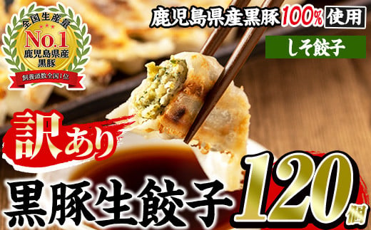 No.1009w-s ＜訳あり＞数量・期間限定！鹿児島黒豚使用のしそ餃子(計120個・12個入り×10パック) 国産 九州産 ぎょうざ ギョウザ 冷凍 紫蘇 黒豚 豚肉 お肉 おかず【末永商店】