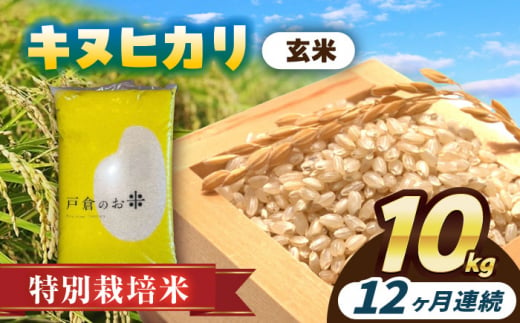 【12回定期便】特別栽培米　キヌヒカリ　玄米　10kg　お米　ご飯　愛西市／株式会社戸倉トラクター [AECS054] 1456573 - 愛知県愛西市