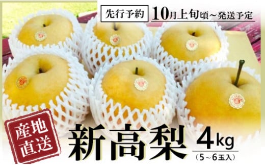 【先行予約】 数量限定 新高梨 4kg（5～6玉入り）田井農園 Ctn-003 大玉 枝熟れ 完熟 梨の王様 梨 新高梨 なし ナシ フルーツ デザート 果物 旬 幸水 豊水 秋月 新興 シャリシャリ 新鮮  350309 - 高知県四万十町