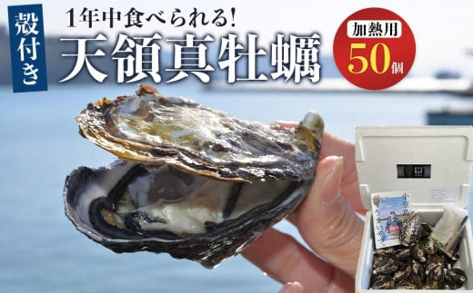 小豆島 天領真牡蠣 (殻付き加熱用) 50個セット 1439567 - 香川県小豆島町