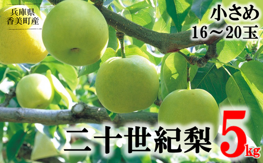 兵庫県香美町のふるさと納税 【梨 20世紀梨 香住梨 5kg 小さめ（1玉250g～300gを16～20玉）】9/9が最終受付です 大人気 二十世紀梨 果肉はしっかり シャキシャキの食感 ほどよい甘さとみずみずしさ 日本海に面する梨の本場 兵庫県香美町で育つ「香住梨」 一つひとつの糖度を計測して出荷 味と品質へのこだわり 20世紀 フルーツ ナシ 贈答 青梨 和梨 ふるさと納税 JAたじま 16000円 12-09