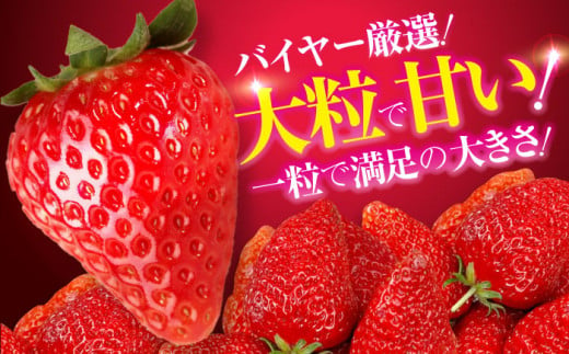 【2025年1月上旬～から順次発送】自分へのご褒美に！大洲の厳選高級いちご「紅ほっぺ」×24粒