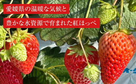 【2025年1月上旬～から順次発送】自分へのご褒美に！大洲の厳選高級いちご「紅ほっぺ」×24粒