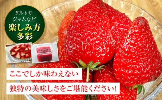 【2025年1月上旬～から順次発送】自分へのご褒美に！大洲の厳選高級いちご「紅ほっぺ」×24粒