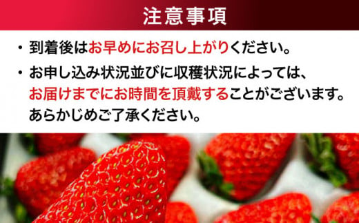 【2025年1月上旬～から順次発送】自分へのご褒美に！大洲の厳選高級いちご「紅ほっぺ」×24粒