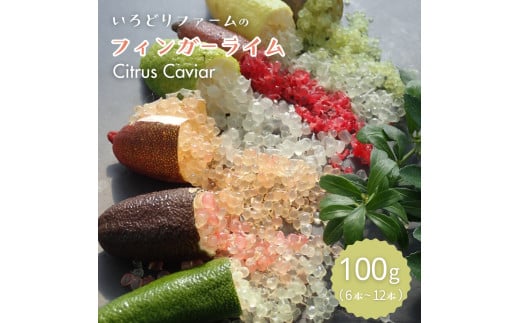 シトラスキャビア （ フィンガーライム ）100g（6本～10本）Citrus Caviar 1506201 - 茨城県鉾田市