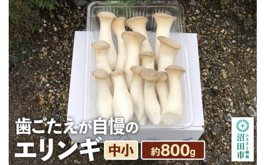 歯ごたえが自慢のエリンギ 中小 約800g