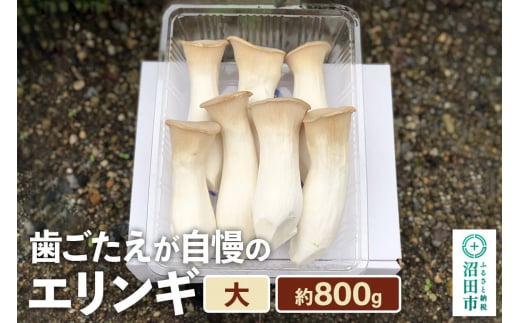 歯ごたえが自慢のエリンギ 大 約800g 1457475 - 群馬県沼田市