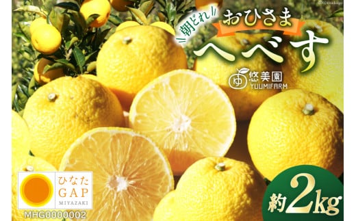 【期間限定発送】 へべす 完熟 おひさまへべす 悠美園 ふぞろい 朝どれ ひなたGAP認定 2kg [へべすの悠美園 宮崎県 日向市 452060723] 果物 フルーツ 柑橘 調味料 産地直送 国産 果汁 ヘベス 宮崎