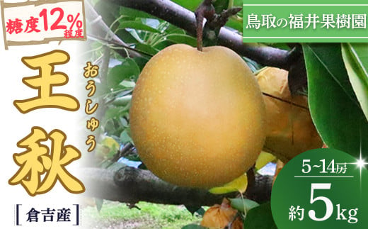 王秋 5kg【倉吉産】 福井果樹園 梨 なし ナシ おうしゅう 王秋 ブランド梨 鳥取 5kg 果物 フルーツ 和梨 先行予約 数量限定 詰め合わせ 人気 甘い 鳥取県 倉吉市 1459227 - 鳥取県倉吉市