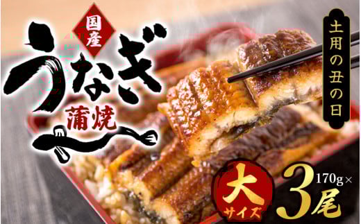 【土用の丑の日までにお届け！】【大型サイズ】国産 大型サイズ ふっくら柔らか 国産うなぎ蒲焼き 3尾 化粧箱入 先行予約 国産 うなぎ ウナギ 鰻 蒲焼 土用の丑の日 丑の日 【uot303-dy】 1525665 - 和歌山県すさみ町