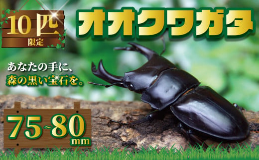 国産オオクワガタ オス 75~80mm 成虫 昆虫  オオクワガタブリーダー クワガタブリーダー クワガタ カブトムシ プレゼント 自由研究 夏休み スイカ ギフト 国産 千葉県 銚子市 銚子オオクワガタ倶楽部 1466384 - 千葉県銚子市