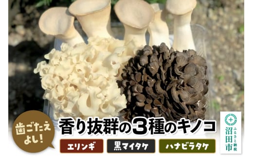 歯ごたえよし！香り抜群の3種のきのこ（エリンギ、黒舞茸、ハナビラタケ）の詰め合わせ 1457473 - 群馬県沼田市