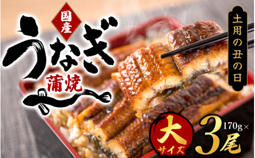 【土用の丑の日までにお届け！】【大型サイズ】国産 大型サイズ ふっくら柔らか 国産うなぎ蒲焼き 3尾 化粧箱入 先行予約 国産 うなぎ ウナギ 鰻 蒲焼 土用の丑の日 丑の日 【uot303-dy】 1343876 - 和歌山県紀美野町