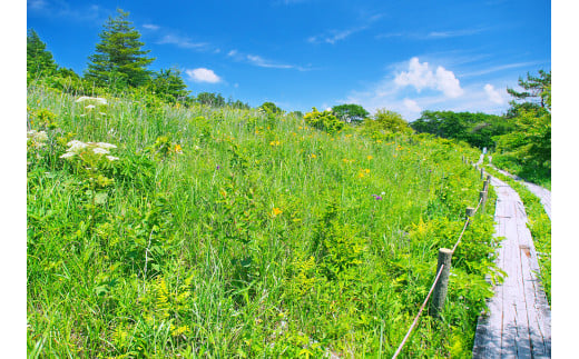 【八島湿原 ぐるっとウォーク】～花と生きものたちとの出会い　癒やしの湿原めぐり～ツアー参加券３名様分／八ヶ岳登山企画 ハイキング 体験 アウトドア 子供 チケット 観光 長野 諏訪【88-06】 1186192 - 長野県諏訪市