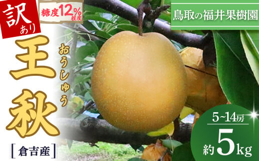 訳あり 先行予約 王秋 5kg【倉吉産】 福井果樹園 梨 なし ナシ おうしゅう 王秋 ブランド梨 鳥取 5kg 果物 フルーツ 和梨 先行予約 数量限定 詰め合わせ 人気 甘い 鳥取県 倉吉市 1459235 - 鳥取県倉吉市