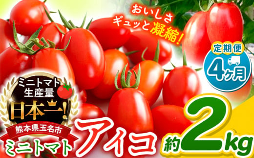 【 定期便 4回 】ミニトマト アイコ 約 2kg サザキ農園 ｜ 野菜 トマト 熊本 サザキ農園 ミニトマト 生産量 日本一 玉名市 !! くまもと たまな 1460490 - 熊本県玉名市