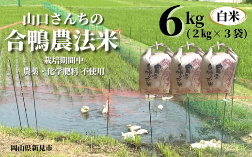 コシヒカリ玄米6kg（2kg×3袋）でお届け。栽培期間中、田んぼへの農薬・化学肥料は使用していません。