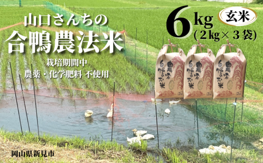 コシヒカリ玄米6kg（2kg×3袋）でお届け。栽培期間中、田んぼへの農薬・化学肥料は使用していません。