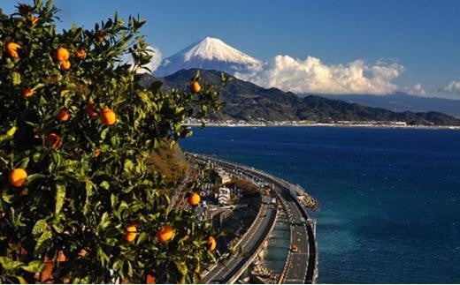 静岡県静岡市のふるさと納税 【2025年1月中旬より順次発送】甘さと酸味がマッチ　青島みかん3kg 5,000円