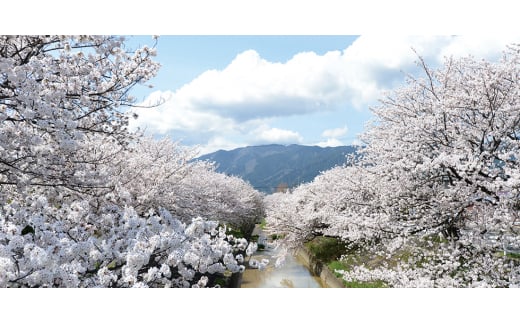 奈良県大和高田市のふるさと納税 ＜日本製＞天然シルク silkTo ナイトキャップ ロング対応 美髪 枕カバー おやすみキャップ【1466675】