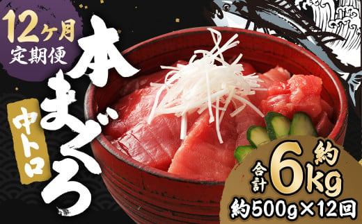 【12ヶ月定期便】 長崎県産 本マグロ「中トロ」約500g【大村湾漁業協同組合】 1458281 - 長崎県時津町