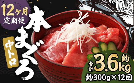 【12ヶ月定期便】 長崎県産 本マグロ「中トロ」約300g【大村湾漁業協同組合】 1458277 - 長崎県時津町