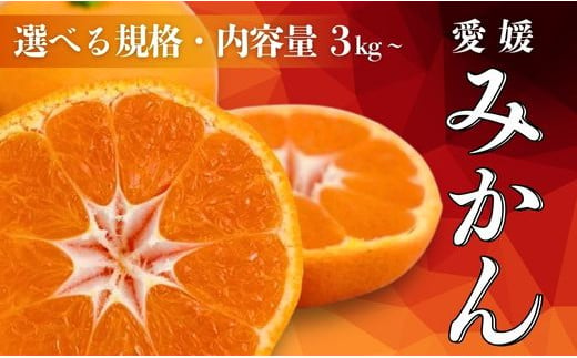 [先行受付] 選べる規格・内容量 愛媛みかん 3kg・5kg[発送期間:2024年10月20日〜なくなり次第終了]果物 柑橘 みかん 蜜柑 フルーツ ゼリー ジュース オレンジ 甘い 糖度 美味しい ビタミン 美容 健康 不揃い 傷 愛媛 愛南町 吉本農園 送料無料