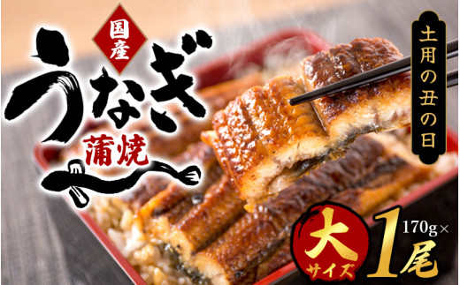 【土用の丑の日までにお届け！】国産 大型サイズ ふっくら柔らか 国産うなぎ蒲焼き 1尾 約2人前 化粧箱入 先行予約 国産 うなぎ ウナギ 鰻 蒲焼 土用の丑の日 丑の日 【uot714-dy】 921632 - 和歌山県太地町