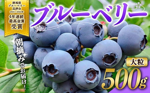 ブルーベリー大粒500g 朝摘みでお届け！【4年連続最高金賞受賞 群馬県ブルーベリー品評会2021~2024年】 大粒 化学農薬不使用 除草剤不使用 フルーツ 果物  F4H-0409 1469602 - 群馬県渋川市