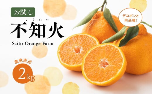 愛媛県伊方町のふるさと納税 【先行予約】【お試し！】Saito Orange Farmの不知火2kg ｜ 柑橘 みかん ミカン フルーツ  果物 でこぽん デコポンと同品種 愛媛　※離島への配送不可　※2025年3月中旬頃より順次発送予定