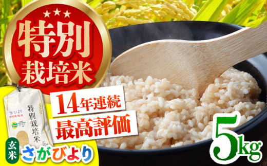 【先行予約】【安心・安全な佐賀の米】令和6年産 新米 特別栽培米「さがびより」玄米 5kg 【だいちの家】特A米 特A評価 [HAG027] 1212482 - 佐賀県江北町