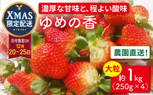 【12月24日お届け クリスマス用】＜大粒＞いちご ゆめの香 約1kg（250g×4パック）長崎県/わたる農園 [42AABB006] 1461574 - 長崎県長崎県庁