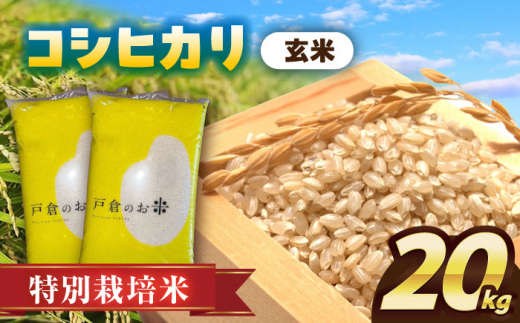 【11月発送】＼選べる配送月／特別栽培米　コシヒカリ　玄米　20kg　お米　ご飯　愛西市／株式会社戸倉トラクター [AECS030-11] 1461324 - 愛知県愛西市