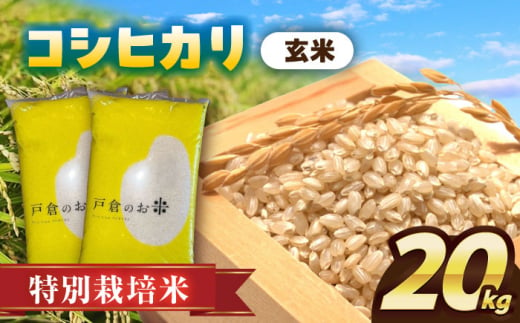 【12月発送】＼選べる配送月／特別栽培米　コシヒカリ　玄米　20kg　お米　ご飯　愛西市／株式会社戸倉トラクター [AECS030-12] 1461325 - 愛知県愛西市