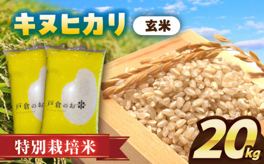 【10月発送】＼選べる配送月／特別栽培米　キヌヒカリ　玄米　20kg　お米　ご飯　愛西市／株式会社戸倉トラクター [AECS048-10] 1461395 - 愛知県愛西市