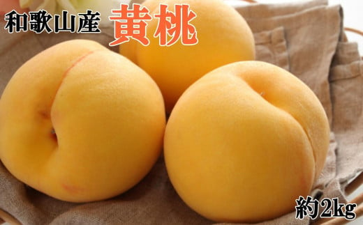 人気 和歌山県産 黄桃（つきあかり、ゆめおうみ）約2kg【数量限定】 ★2025年7月中旬～8月上旬頃順次発送★【TM177】 936208 - 和歌山県和歌山市