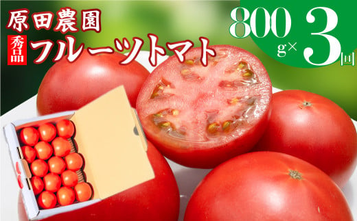 【3回定期便】フルーツトマト 原田農園 約800g 小箱　（12月下旬～5月頃発送）＜2024年12月下旬頃より発送＞＜毎年12月上旬頃まで申込受付＞