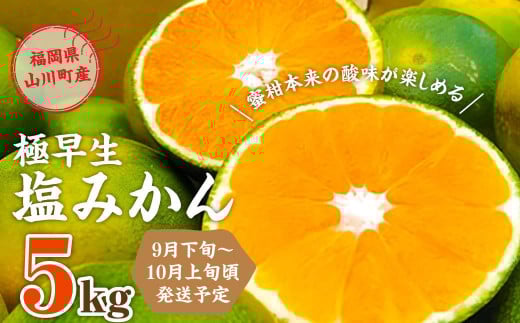 A155 福岡県山川産 極早生 塩みかん(緑) 5kg 【2024年9月下旬～10月上旬発送予定】 早採り 蜜柑 411889 - 福岡県みやま市