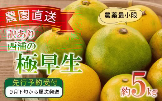 訳あり みかん 極早生 5kg 西浦 蜜柑 柑橘 オレンジ ミカン  ( 数量限定 みかん 果物 みかん フルーツ みかん 柑橘 みかん 国産 ) 1446409 - 静岡県沼津市