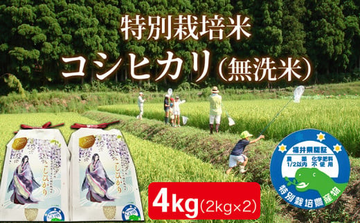 〈先行予約・令和６年度産〉越前産　特別栽培米　コシヒカリ　（無洗米）２㎏×2袋 1402623 - 福井県越前市