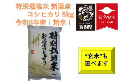 【先行予約】令和6年産 新米 コシヒカリ 5kg 予約  越後 えちご 玄米 特別栽培米 新潟 コメ こめ お米 米 しんまい 新潟県 新潟米 新発田市 新発田産 10月発送  1462343 - 新潟県新発田市