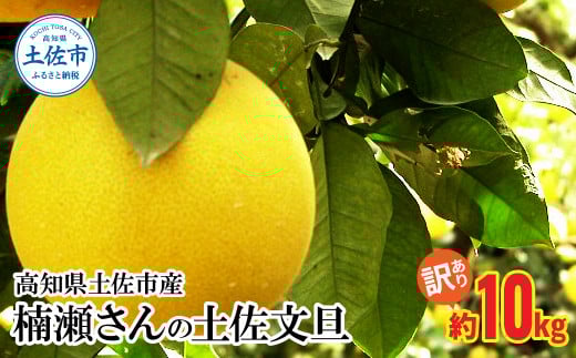 [先行予約]楠瀬さんの土佐文旦 訳あり 約10kg 約10キロ 4L〜L ぶんたん ブンタン フルーツ 柑橘 みかん 果物 くだもの 柑橘類 デザート おやつ 甘い わけあり ご自宅用 ご家庭用 お取り寄せ 国産