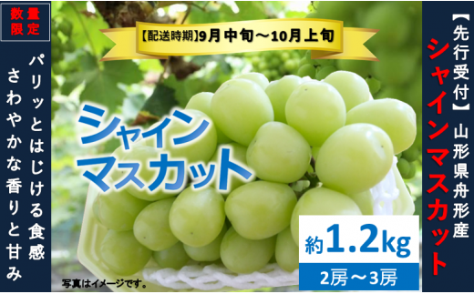 シャインマスカット約1.2kg（2～3房）数量限定　2025年先行予約