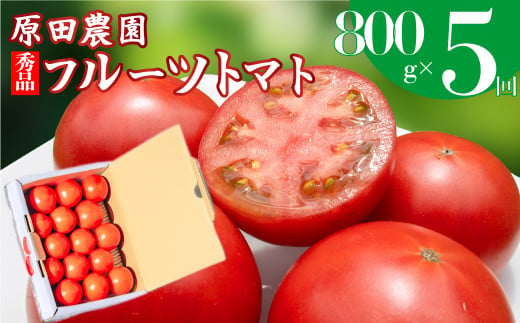 【5回定期便】フルーツトマト 原田農園 約800g 小箱　（12月下旬～5月頃発送）＜2024年12月下旬頃より発送＞＜毎年12月上旬頃まで申込受付＞